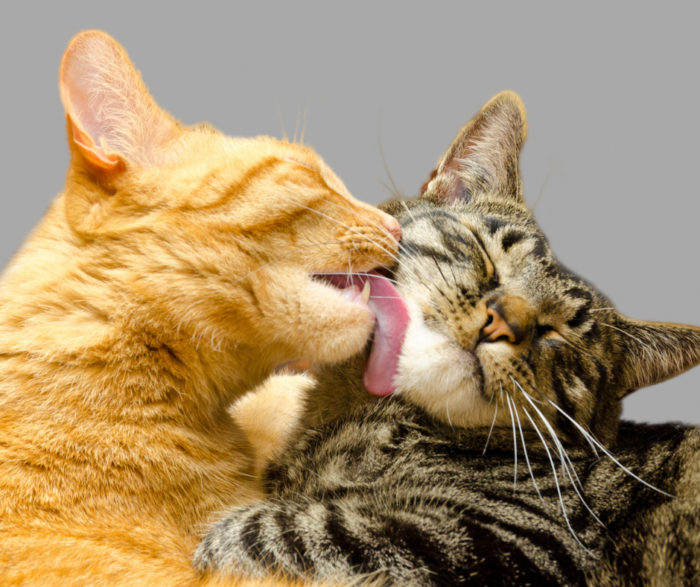 What is Pet Insurance and How Do I Pick the Best Policy for My Pet?