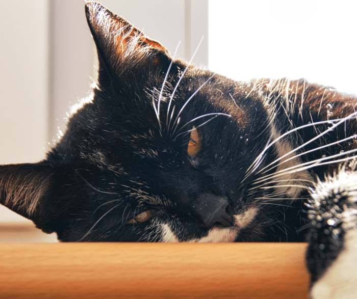 Keeping Your Senior Pet Happy: A Practical Guide for Loving Pet Owners