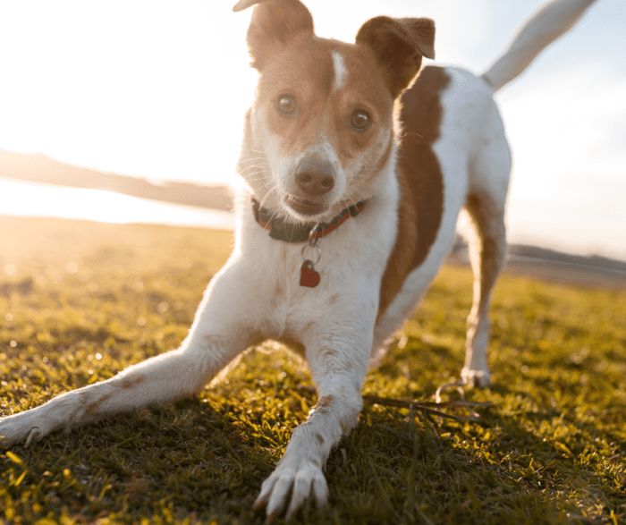 Holidaying With Your Pet: How to Plan a Trip Everyone Enjoys