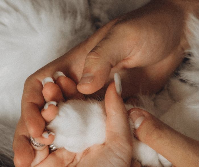 Honouring a Life Well Loved: Navigating the Final Goodbye with Your Pet