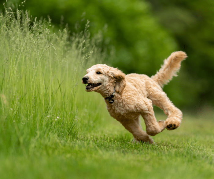 The Hidden Summer Hazard for Pets: Grass Seeds Explained