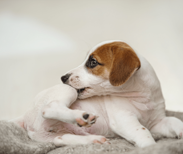 Does My Pet Have Allergies? Common Signs to Look Out For